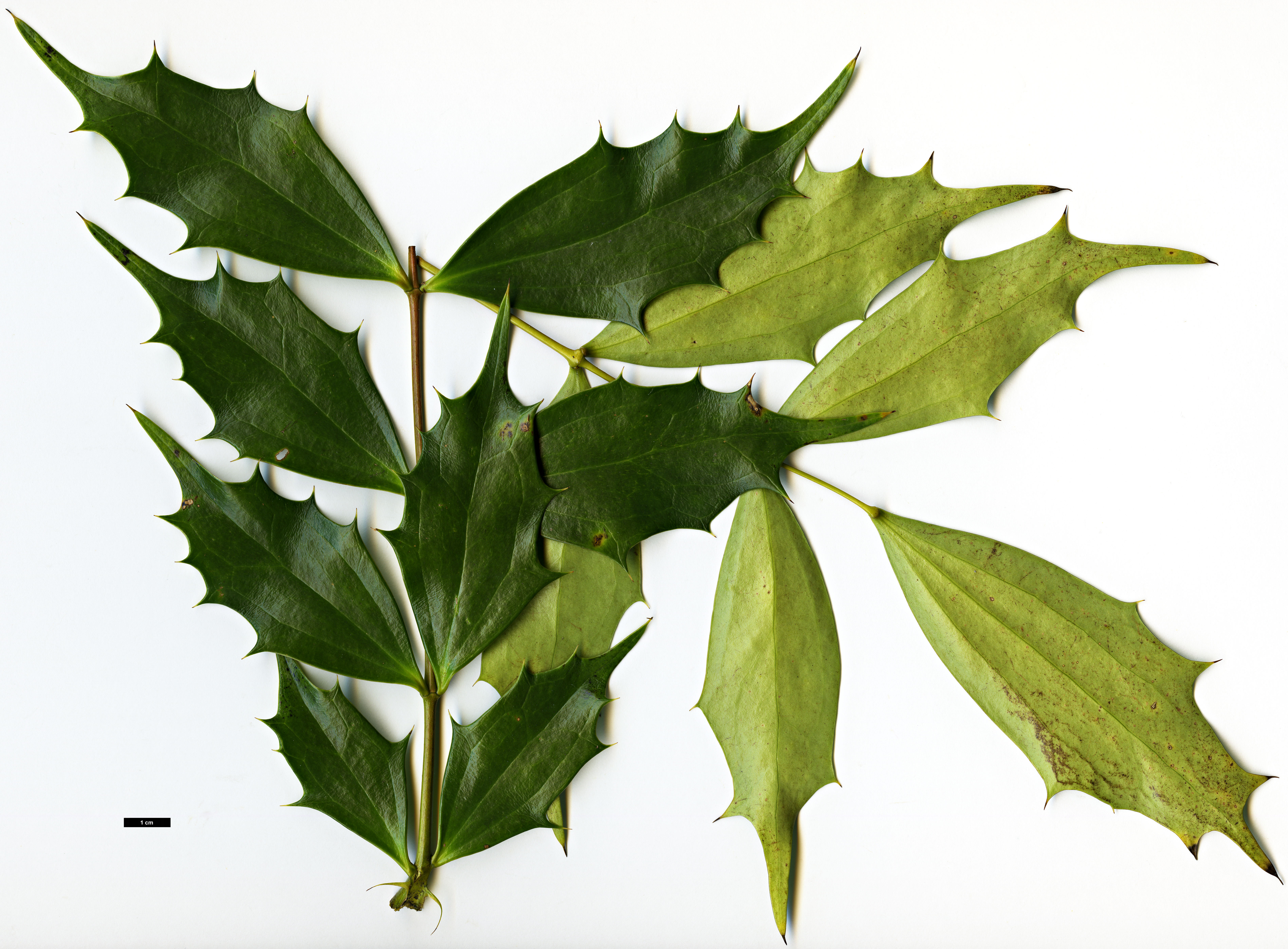 High resolution image: Family: Berberidaceae - Genus: Mahonia - Taxon: ×emeiensis - SpeciesSub: 'Emei Shan' (M.gracilipes × M.nitens)